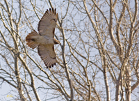 Red tailed Hawks Gallery